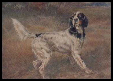 Lady's Count Gladstone Llewellin Setter