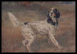 Ladys Count Gladstone Llewellin Setter