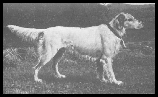 Leicester Llewellin Setter