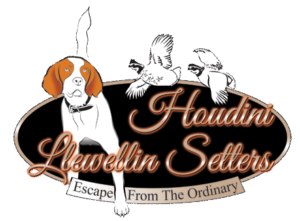 Houdini best sale llewellin setters